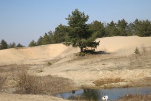 IMG_0469-1-1